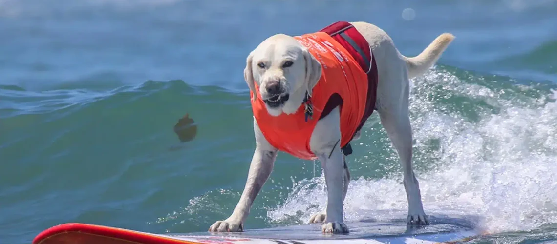 perro surfer perro surfer